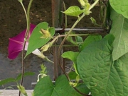 宮城県立こども病院を視察